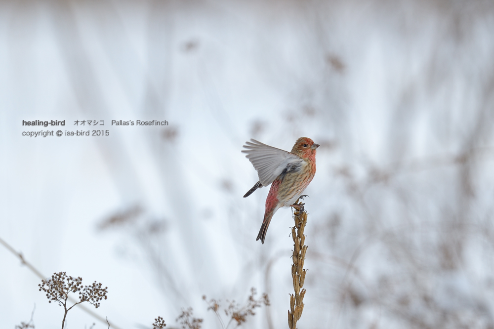 雪鳥5-4＿またまたオオマシコに会いました_d0164892_21203095.jpg