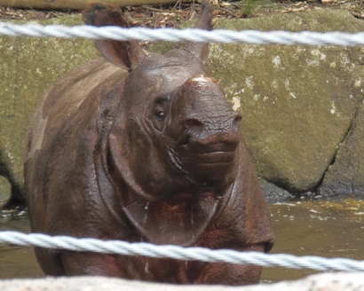 金沢動物園　チャンプくん_f0297893_19541055.jpg