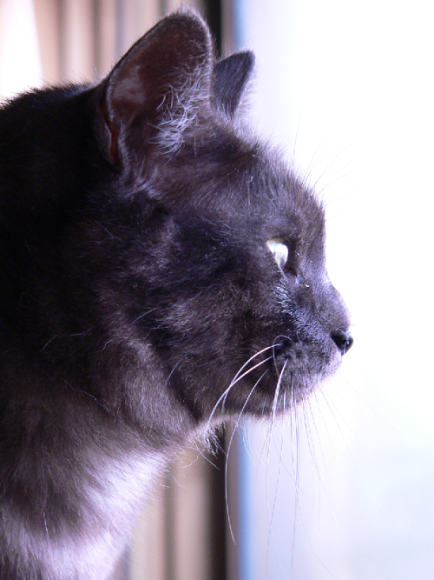 ねこ窓_a0333195_20543998.png