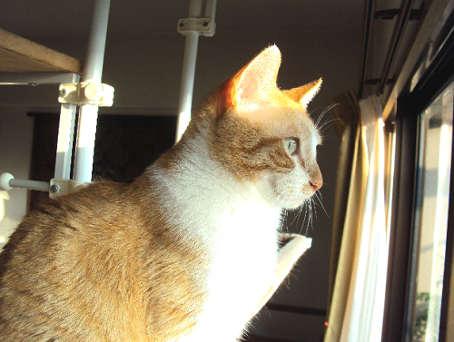 ねこ窓_a0333195_20553873.png