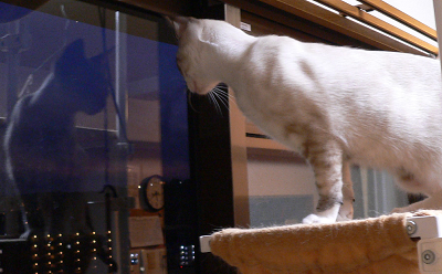 ねこ窓_a0333195_21001064.png