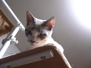 ねこ窓_a0333195_21014681.png