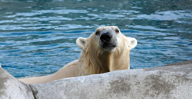 デンマーク・スカンジナヴィア野生動物公園に出張中のボリスがコペンハーゲン動物園に帰還_a0151913_14572360.jpg