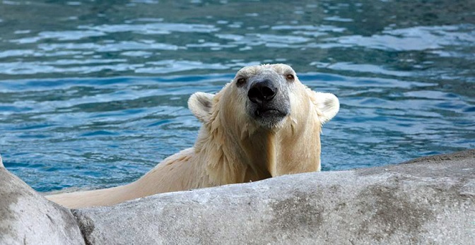 デンマーク・スカンジナヴィア野生動物公園に出張中のボリスがコペンハーゲン動物園に帰還_a0151913_14572360.jpg