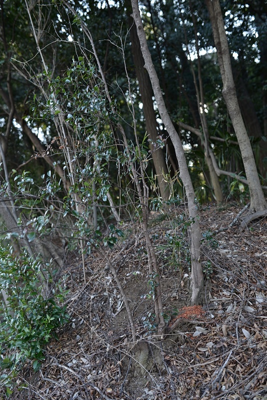 c0286530_8115370.jpg