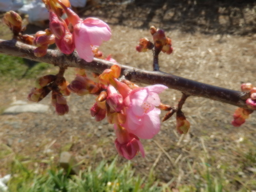 春到来?...河津桜が開花開始!_b0137932_18141965.jpg