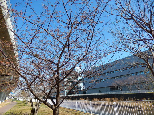 春到来?...河津桜が開花開始!_b0137932_18154384.jpg