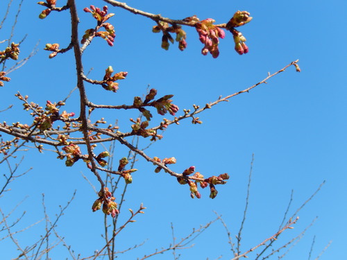春到来?...河津桜が開花開始!_b0137932_18163554.jpg