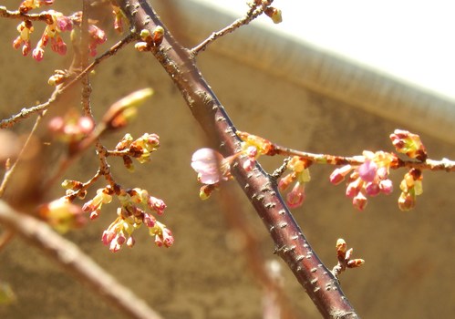 春到来?...河津桜が開花開始!_b0137932_18174237.jpg