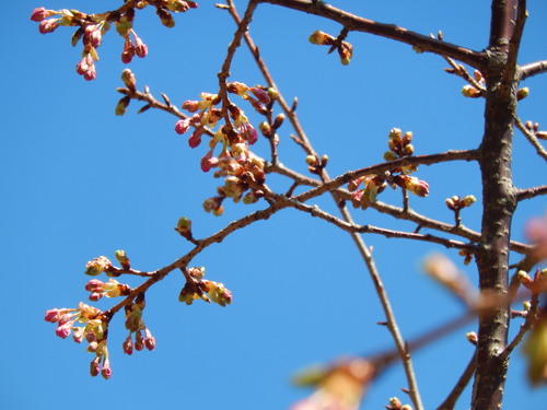 春到来?...河津桜が開花開始!_b0137932_181797.jpg