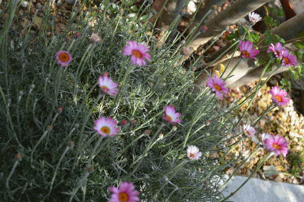 c0136736_13363084.gif