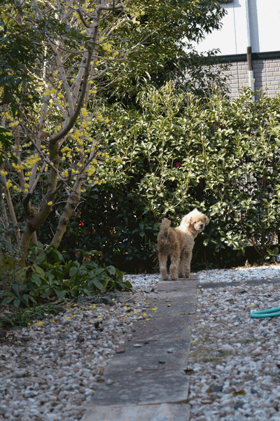 c0136736_13382441.gif