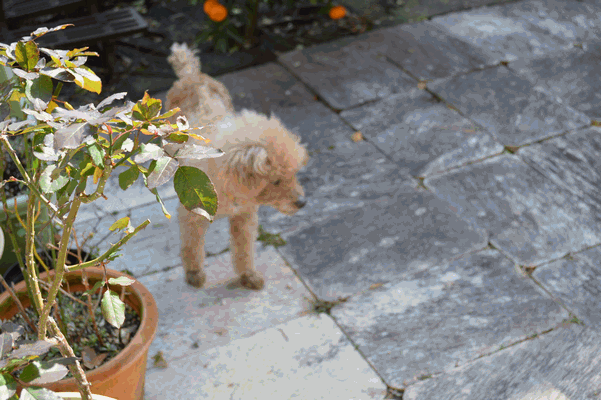 c0136736_13383823.gif