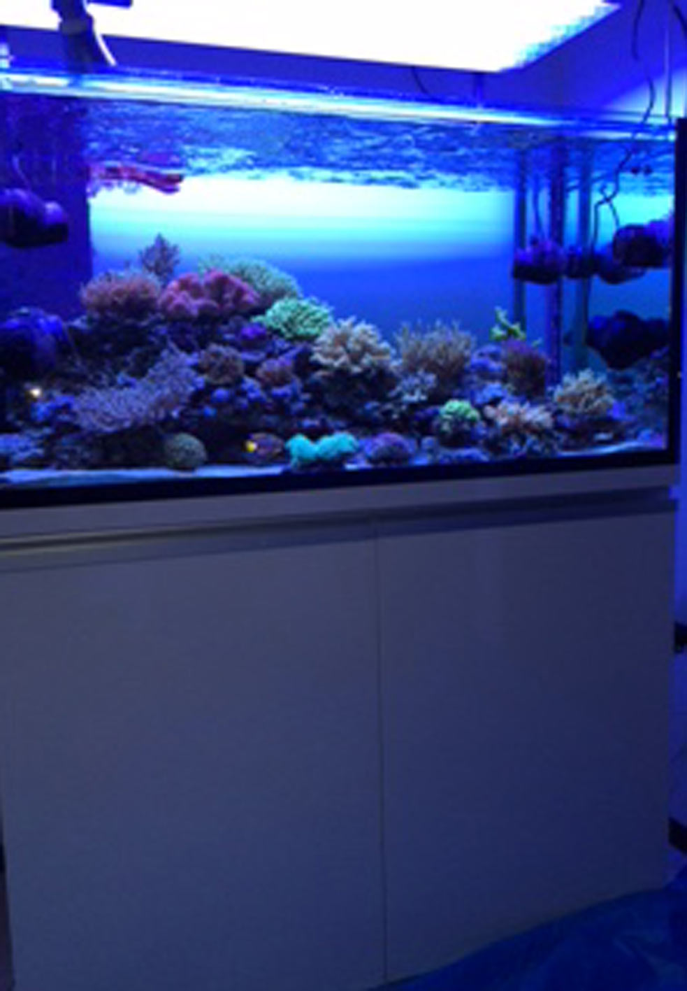 水槽レイアウト変更 展示水槽の近況 溺愛給餌 ビーボックスアクアリウム 海水魚 サンゴ情報 水槽レイアウト変更 展示水槽の近況 溺愛給餌 ビーボックスアクアリウム 海水魚 サンゴ情報