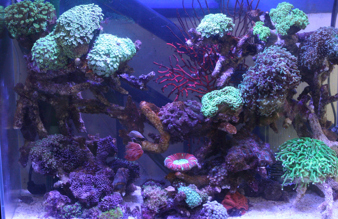 水槽レイアウト変更 展示水槽の近況 溺愛給餌 ビーボックスアクアリウム 海水魚 サンゴ情報