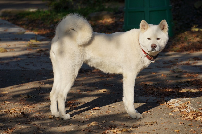 世界で秋田犬(日本犬)が人気だそうです!!!_b0124462_16151870.jpg
