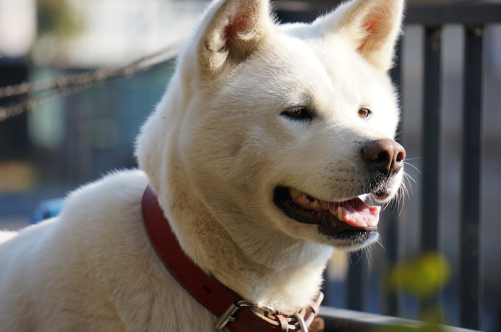 世界で秋田犬(日本犬)が人気だそうです!!!_b0124462_16163466.jpg