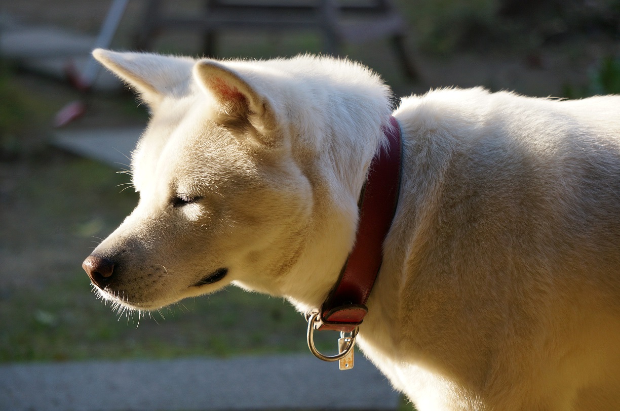世界で秋田犬（日本犬）が人気だそうです！！！_b0124462_1617174.jpg