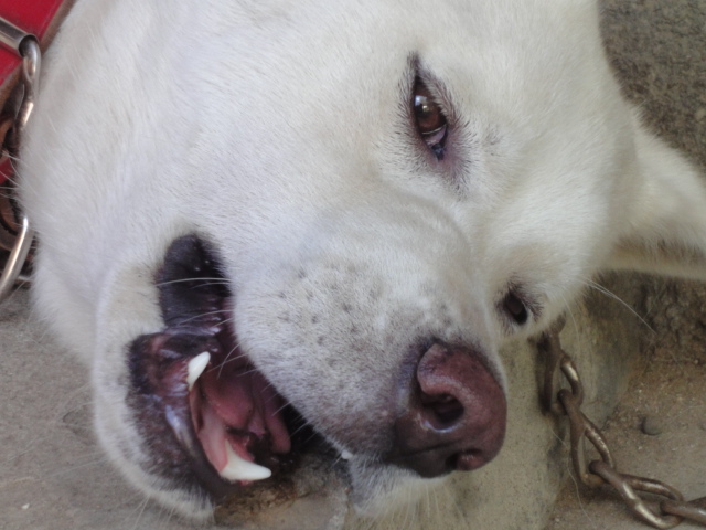 世界で秋田犬（日本犬）が人気だそうです！！！_b0124462_16202399.jpg