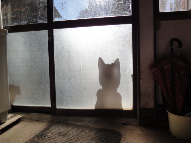 世界で秋田犬(日本犬)が人気だそうです!!!_b0124462_16212132.jpg