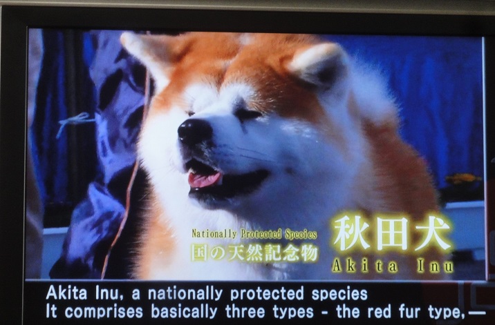 世界で秋田犬（日本犬）が人気だそうです！！！_b0124462_1644550.jpg