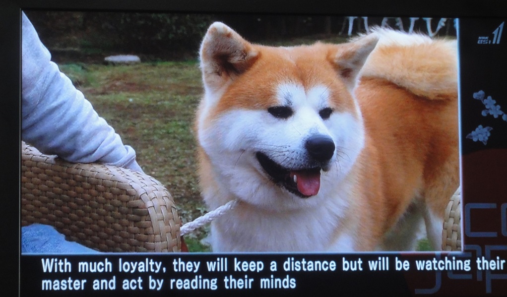 世界で秋田犬（日本犬）が人気だそうです！！！_b0124462_1665650.jpg