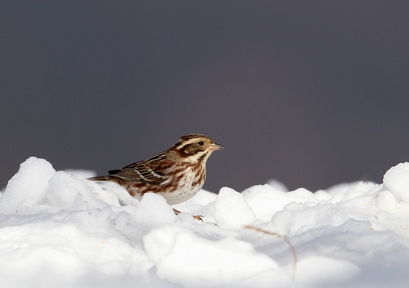 雪山のカシラダカ_e0330871_09155883.jpg