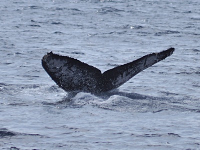 「ザトウクジラ 全島一斉調査」_b0033573_18153929.jpg