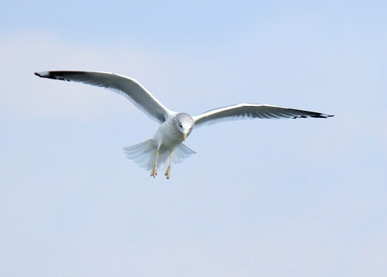 海岸鳥捕り散歩_d0080673_17331159.jpg