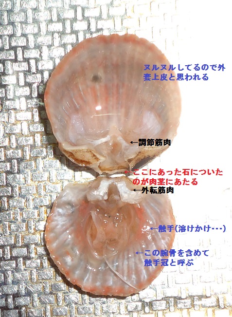 触手冠