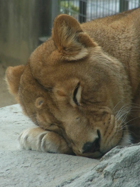 王子動物園♪_e0003090_0571839.jpg