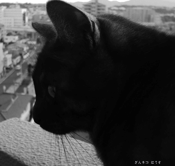 a0333195_21344797.png