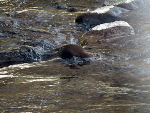 カワガラスのつがい！_c0340898_21431370.jpg