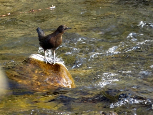 カワガラスのつがい！_c0340898_21441944.jpg