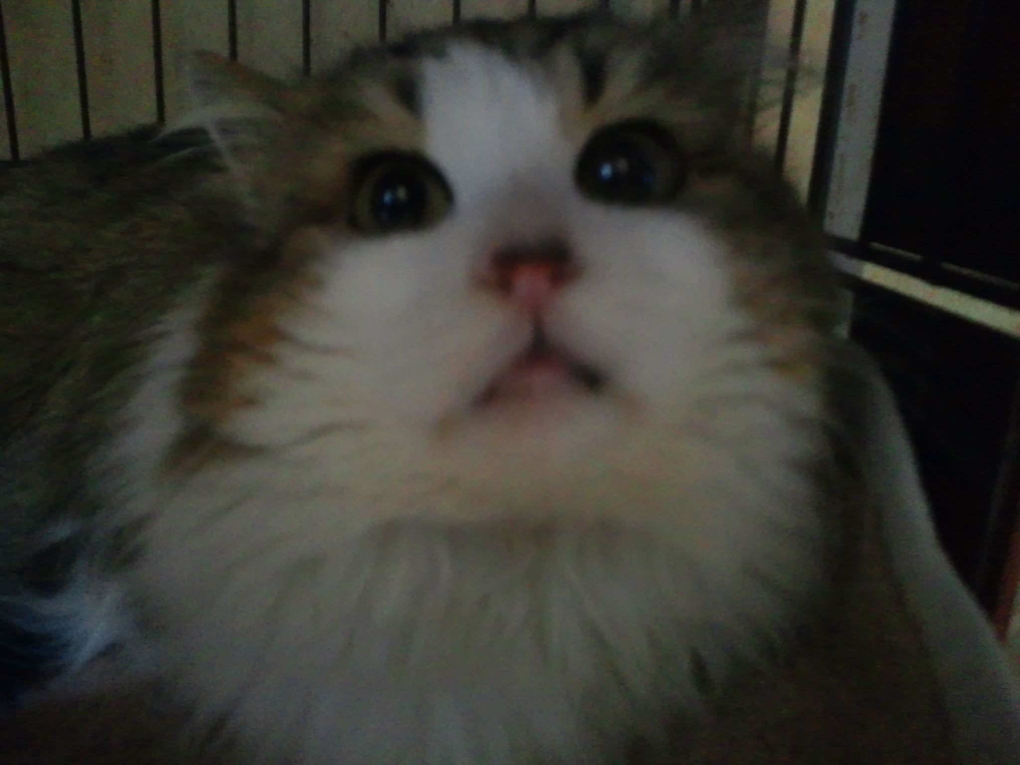 はじめまして!(シーバ)_f0242002_11332277.jpg
