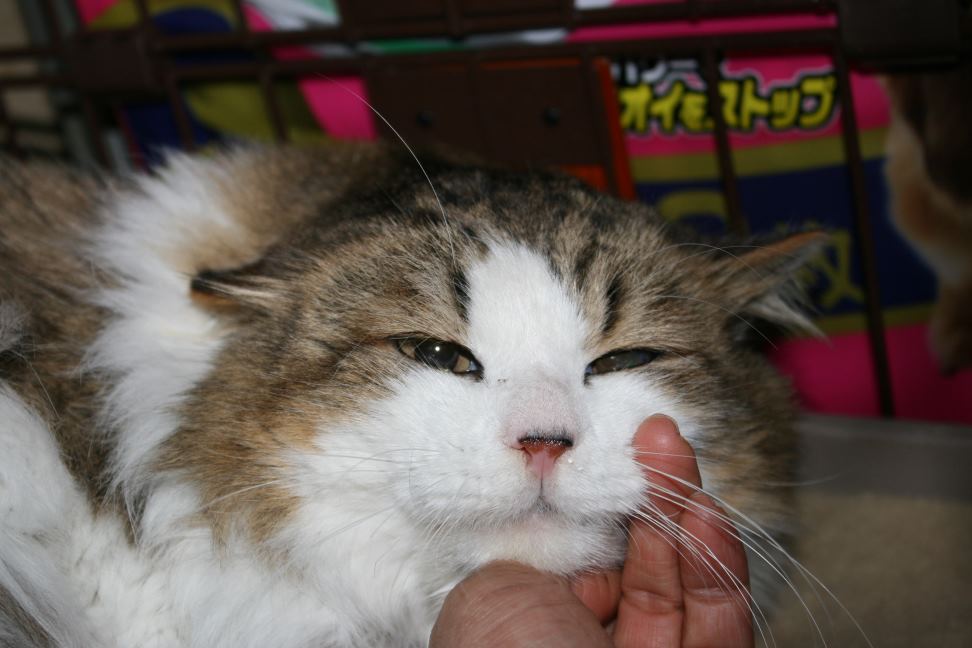 はじめまして!(シーバ)_f0242002_22362.jpg