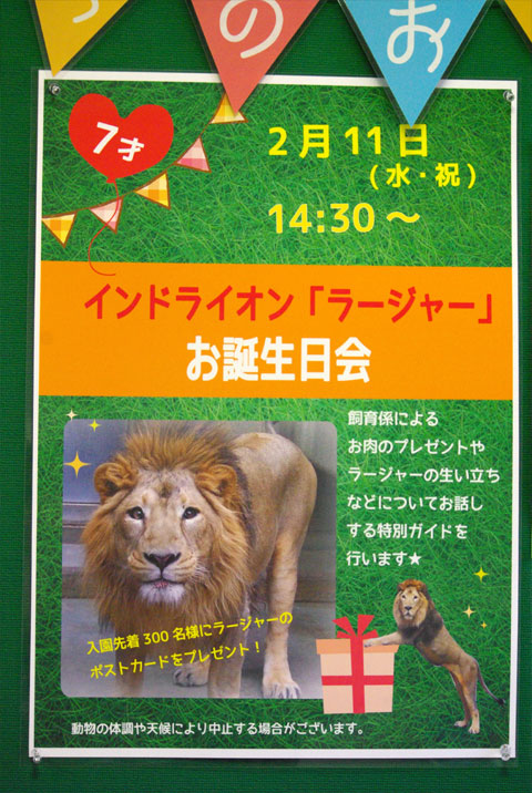 ラージャーくんのお誕生日会 : レッサーパンダ三昧