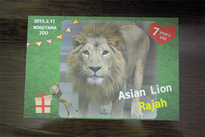 ラージャーくんのお誕生日会 : レッサーパンダ三昧