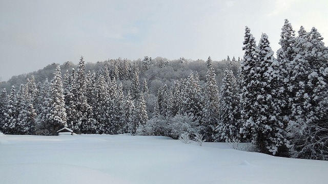 大雪の翌朝_b0218008_10453713.jpg