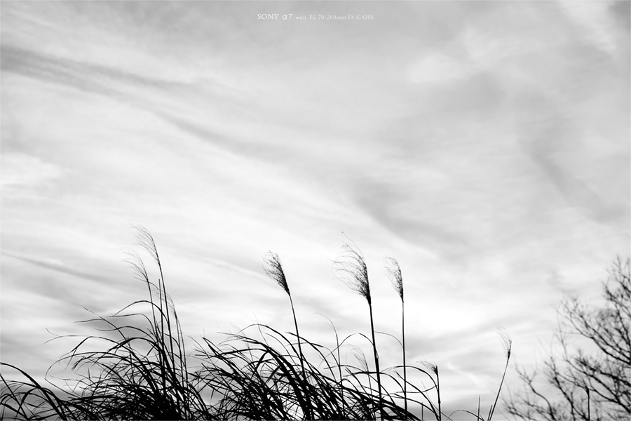 SONY α7 スナップ #209_e0117517_13452952.jpg
