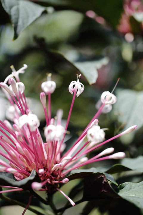 冬の花火 2015　【クレロデンドルム・クアドリロクラレ】_f0253927_16442756.jpg