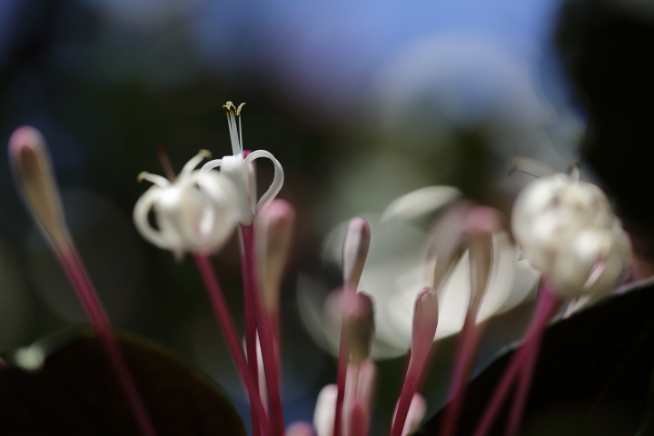 冬の花火 2015　【クレロデンドルム・クアドリロクラレ】_f0253927_1645354.jpg