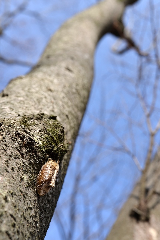 ハラビロカマキリの卵鞘_c0286530_9283410.jpg