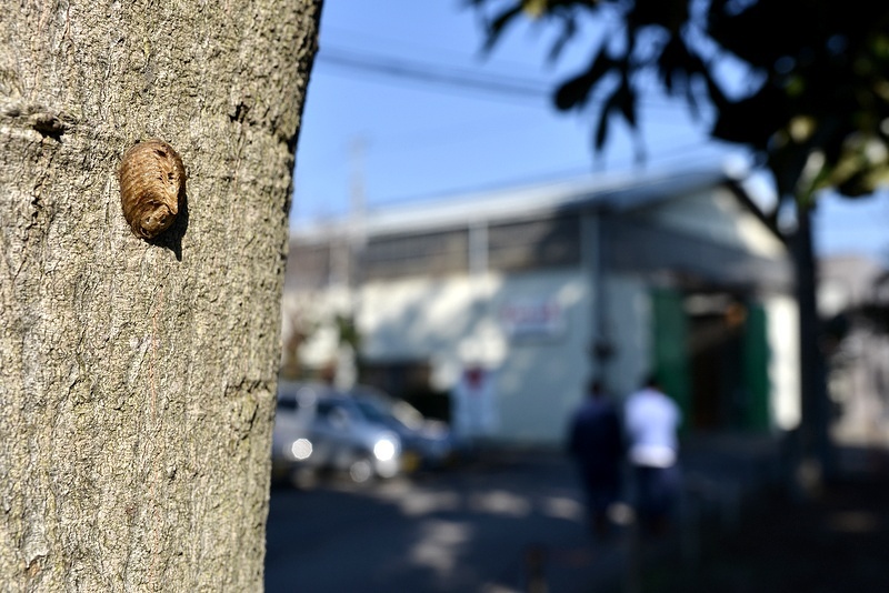 ハラビロカマキリの卵鞘_c0286530_928361.jpg