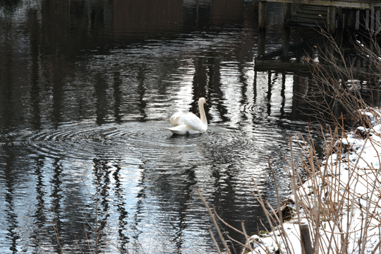 c0093046_8515013.gif