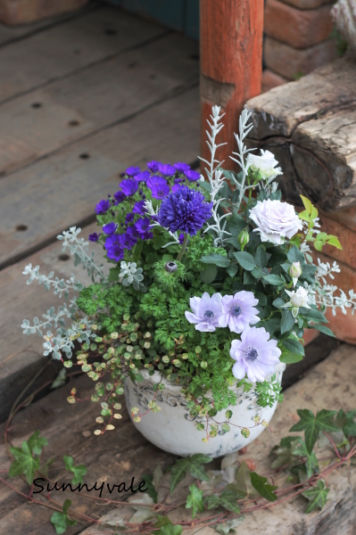 寒色でも寒くならない ブルーの寄せ植え さにべるスタッフblog Sunny Day S Garden