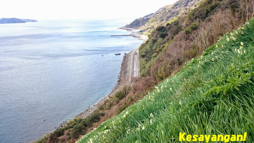 灘黒岩水仙郷＠淡路島で絶壁水仙鑑賞_b0070154_1258645.jpg