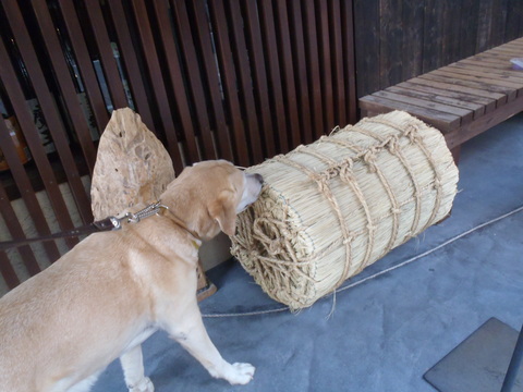 麻布氷川神社神輿庫_f0052277_159194.jpg