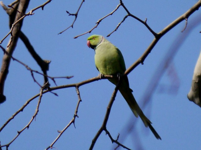 黄緑色が綺麗なワカケホンセイインコ_d0088184_22081844.jpg