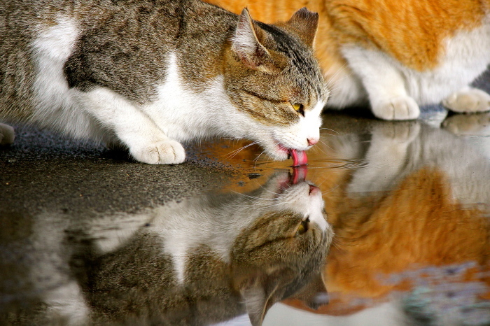 シンメトリーなねこ_b0319089_00371907.jpg